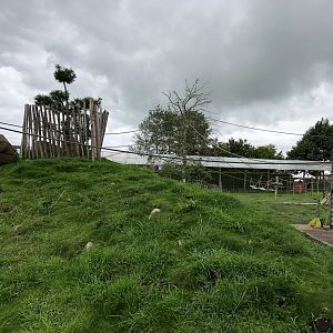 Lemur Walkthrough Enclosure at Peak Wildlife Park (August 2023)