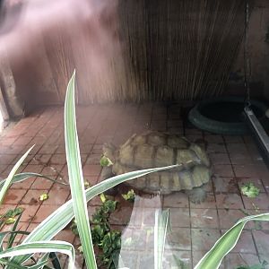 Indoor Tortoise Enclosure at Peak Wildlife Park (August 2023)