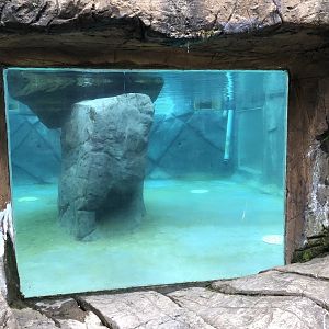 Penguin Underwater Viewing at Peak Wildlife Park (August 2023)