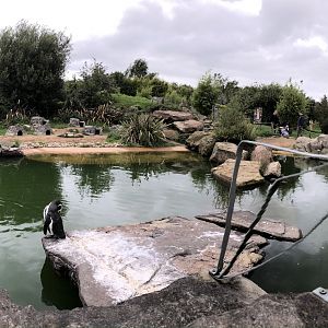 Penguin Enclosure at Peak Wildlife Park (August 2023)