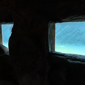 Penguin Underwater Viewing Area at Peak Wildlife Park (August 2023)