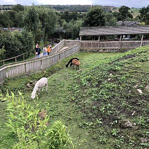 Alpaca Enclosure at Peak Wildlife Park (August 2023)