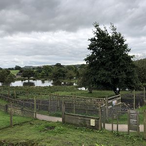 Vietnamese Sika Deer at Peak Wildlife Park (August 2023)