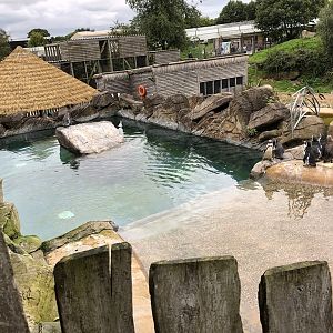 Penguin Enclosure at Peak Wildlife Park (August 2023)