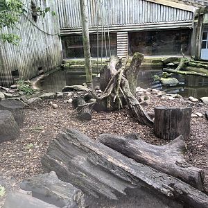 Asian Small-clawed Otter Enclosure at Peak Wildlife Park (August 2023)