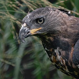 Crowned hawk-eagle (Stephanoaetus coronatus)