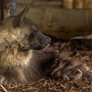 Brown hyena : Hamerton : 01 Sep 2023