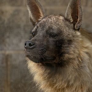 Brown hyena : Hamerton : 01 Sep 2023