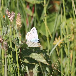 some kind of butterfly?