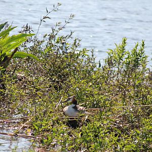 Great crested grebe
