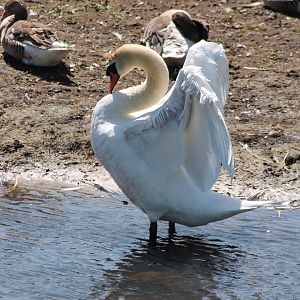 Mute swan