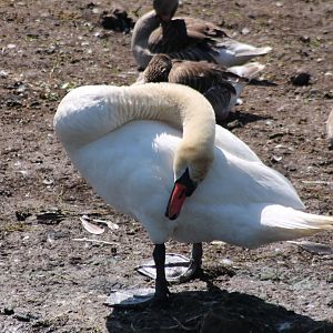 Mute swan