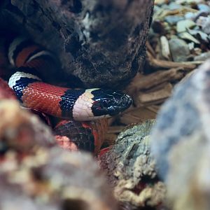 Randall Museum (San Francisco) - California Mountain Kingsnake (Lampropeltis zonata)