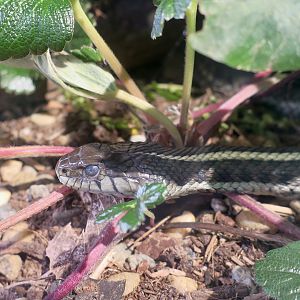 Randall Museum (San Francisco) - Coastal Garter Snake (Thamnophis elegans terrestris)