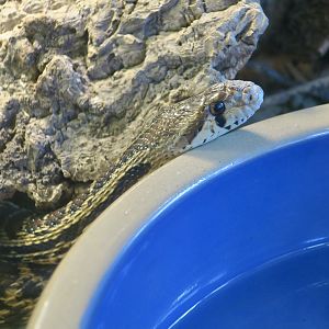Randall Museum (San Francisco) - Pacific Gopher Snake (Pituophis catenifer catenifer)