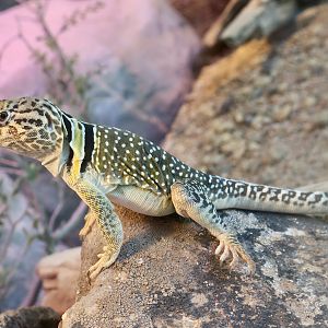 Randall Museum (San Francisco) - Western Collared Lizard (Crotaphytus collaris baileyi)