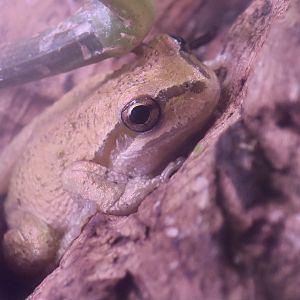 Randall Museum (San Francisco) - Sierran Chorus Frog (Pseudacris sierra)