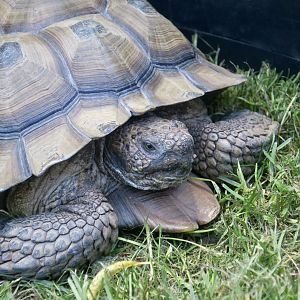 Randall Museum (San Francisco) - Desert Tortoise (Gopherus agassizii)
