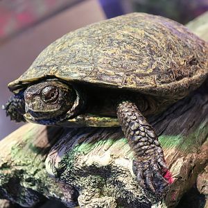 Randall Museum (San Francisco) - Western Pond Turtle (Actinemys marmorata)