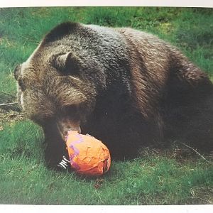 Shadow (Grizzly bear)