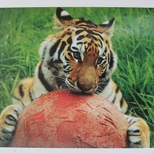 Hana (Siberian tiger)