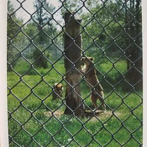 Mali and Kali (African lion)