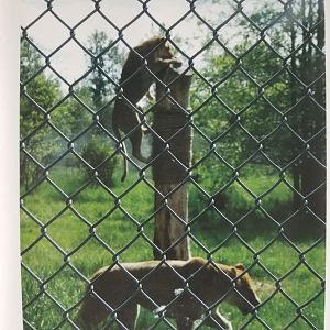 Mali and Kali (African lion)