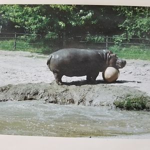 Hippopotamus playtime