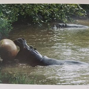 Habey and Hazina (Hippopotamus)