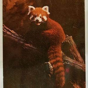 Red panda