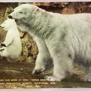 Polar bears