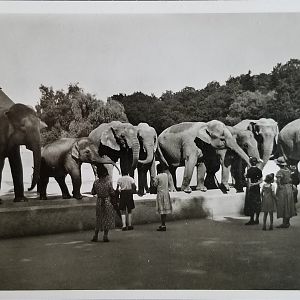 Elephant herd and zoo guests