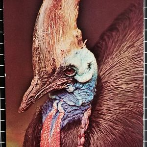 Southern cassowary