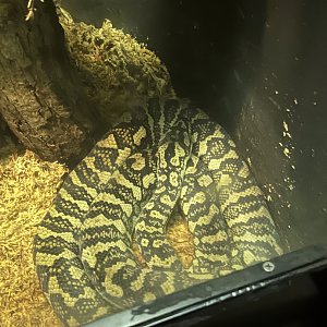 Carpet python