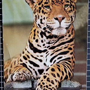 Jaguar