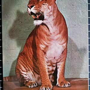 Shasta (Liger)