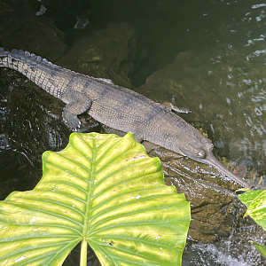 Gharial