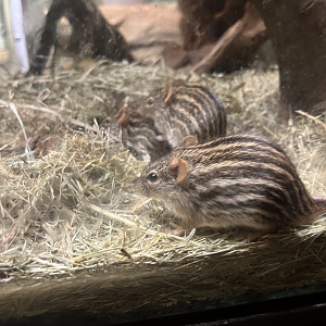 Barbary striped grass mice