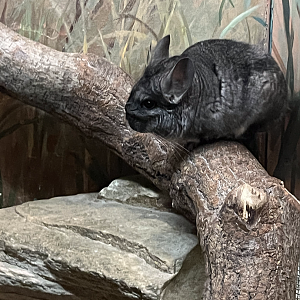 Long-tailed chinchilla