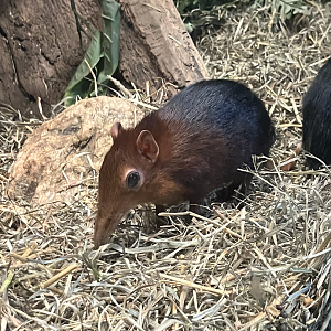 Black and rufous elephant shrew