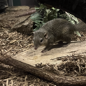 Common treeshrew