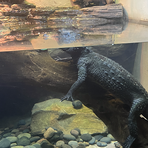 Dwarf crocodile