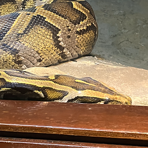 Burmese python