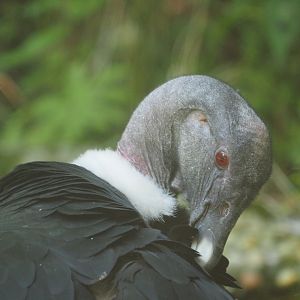 Andean Condor