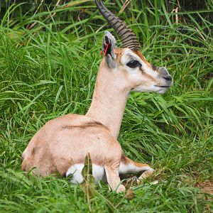 Speke's Gazelle