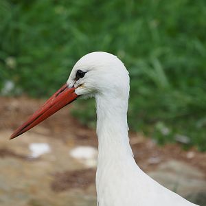White Stork