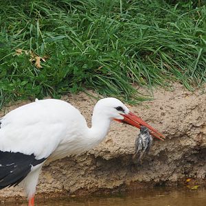 White Stork With House Sparrow(?) Carcass