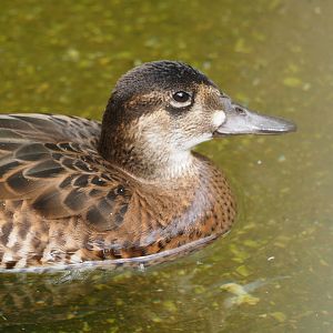 Baikal Teal