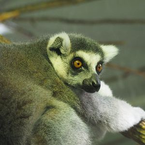 Ring-Tailed Lemur