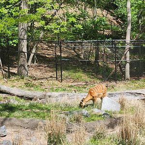 Maryland Zoo - Sitatunga grazing